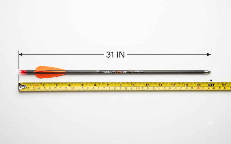 31 Inches Long
