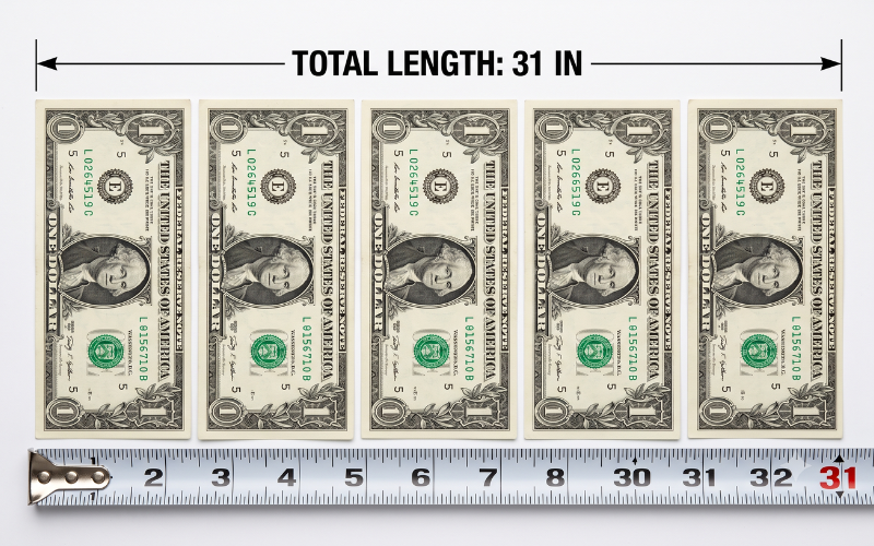 31 Inches Long