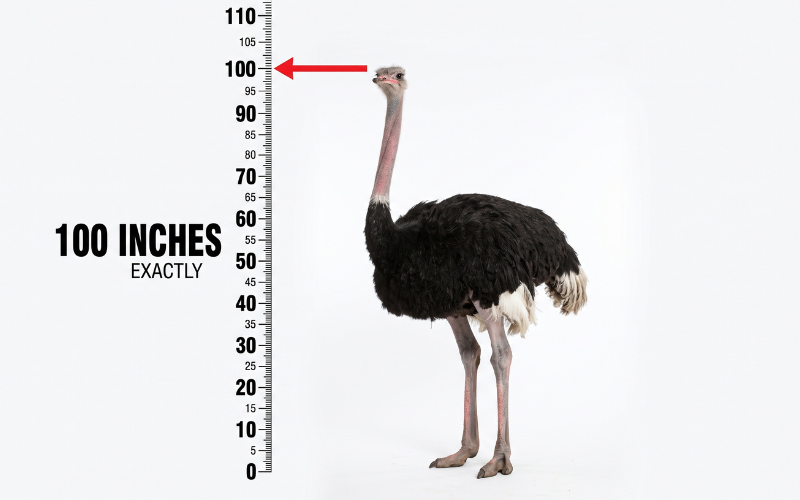 How Long is 100 Inches 