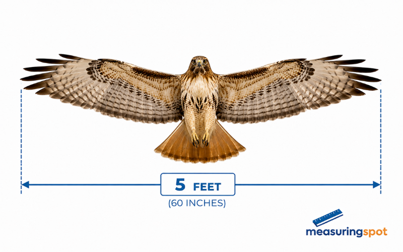 How Long is 5 Feet