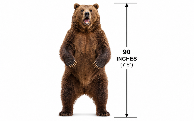 How Long is 90 Inches 