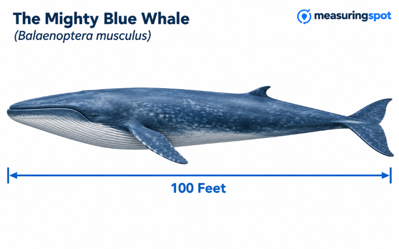 How Long is 100 Feet 