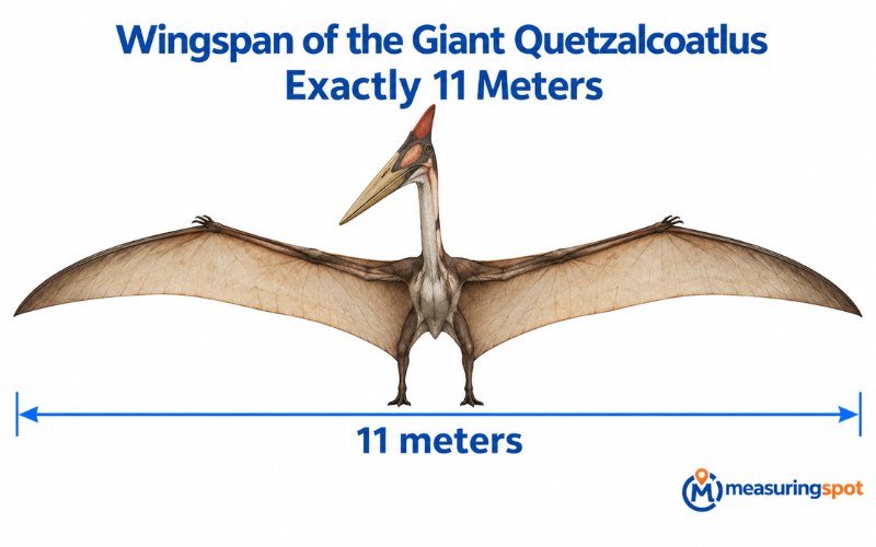 How Long is 11 Meters