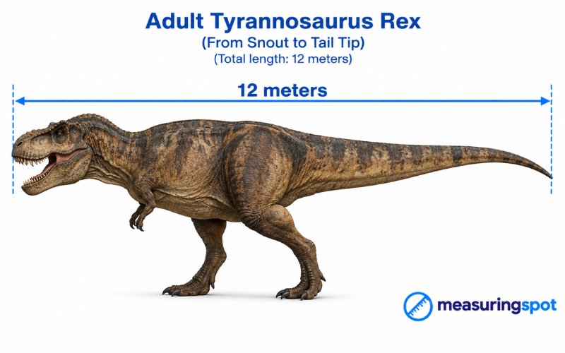 How Long is 12 Meters