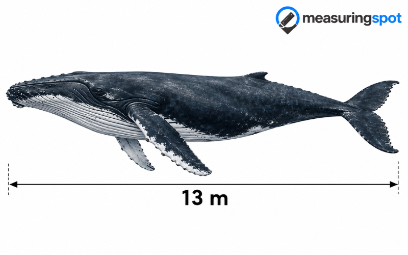 How Long is 13 Meters