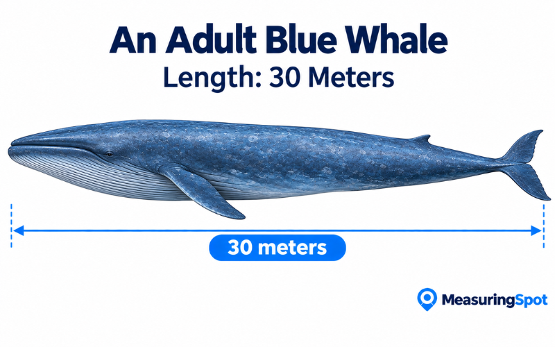 How Long is 30 Meters