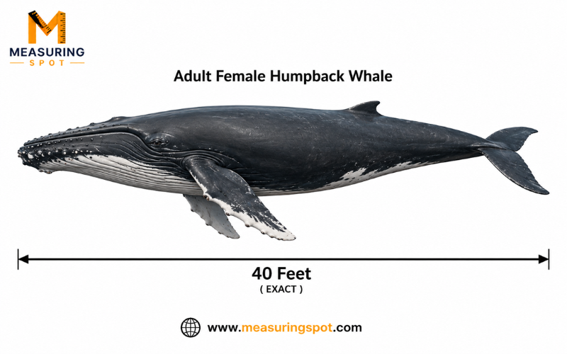 How Long is 40 Feet