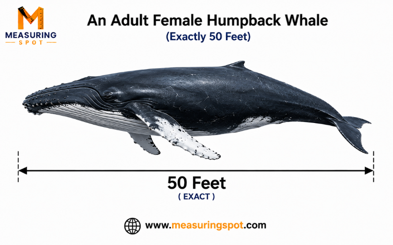 How Long is 50 Feet