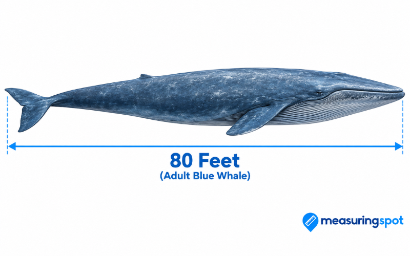 How Long is 80 Feet 