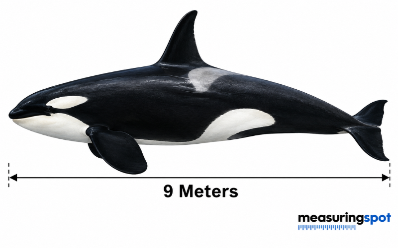 How Long is 9 Meters
