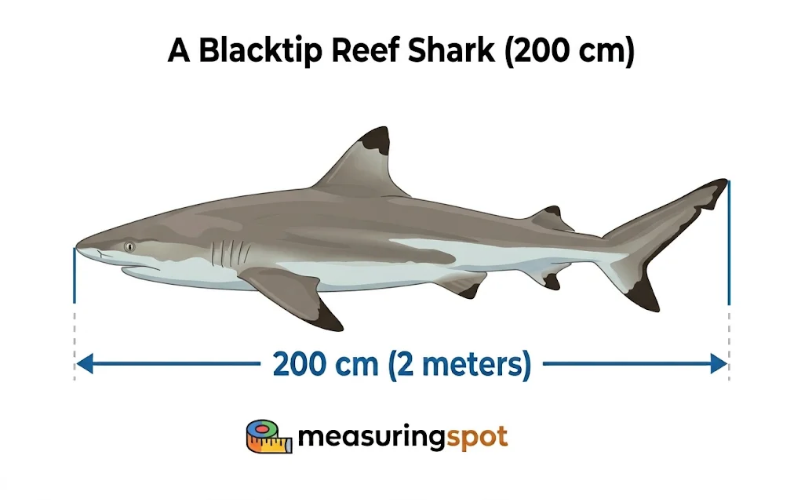 How Big is 200 Centimeters